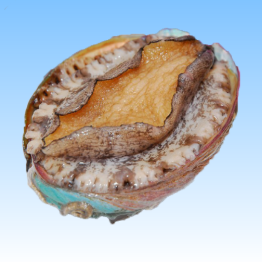 分类图片 Live Shellfish